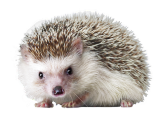 Hedgehog PNG18