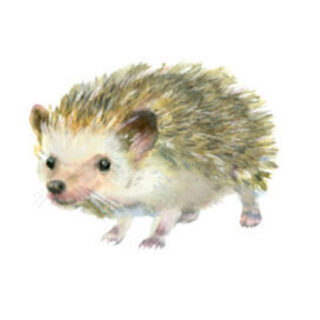 Watercolor Little Hedgehog Painting Cute White Background 67371674 320x272 Circle